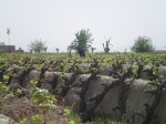 The Infamous Grape Fields